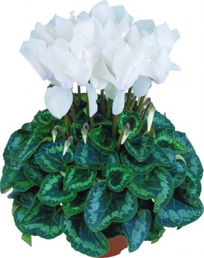 Cyclamen Halios Blanc Pur Compact